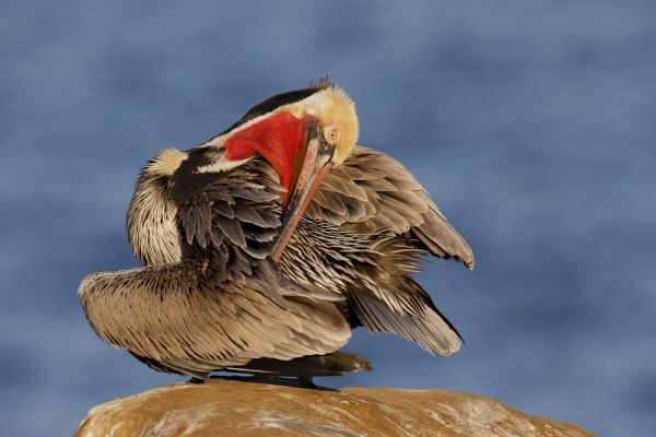 CA, La Jolla Pelican preens its feathers
